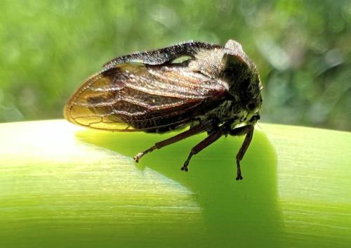 Centrotus cornutus